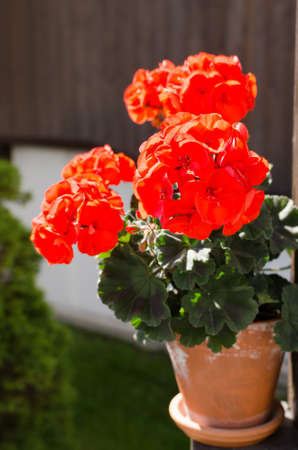 geranium on a street in tyrolの写真素材