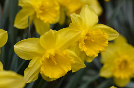 daffodils in a close-upの写真素材