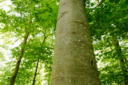 Single beech tree in the forest, close-up of the trunkの写真素材
