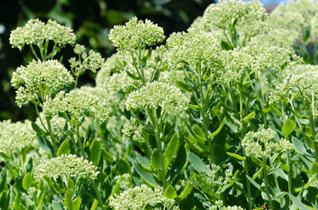 Close-up of a sedum plant in a front yardの写真素材