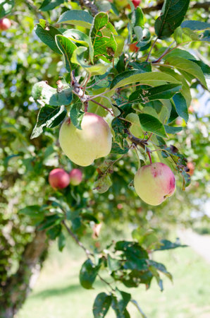 Apples on the tree in a closeup, sunny dayの写真素材