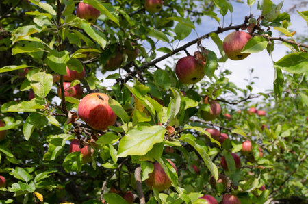 View of an apple tree, close up of several branches with fruit, late summer