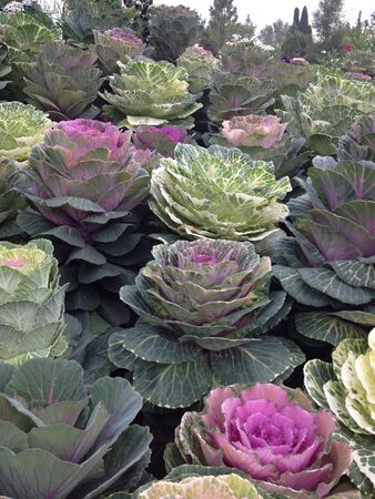 Many beautiful purple cabbage の写真素材