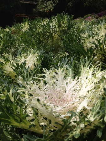 white beautiful flower cabbage in the morningの写真素材
