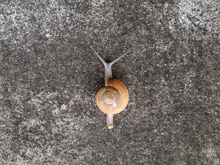 Y Shape Snail on the cement wall.の写真素材