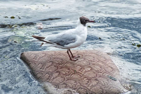 bird seagull on the pillow