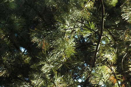 pine tree in the forest