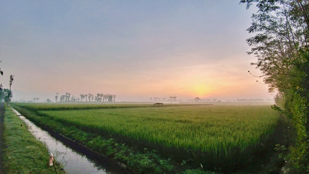 Golden Sunrise over Lush Rice Fields. A golden sunrise glows over green rice fields, with mist on the horizon and a calm irrigation canal adding to the serene rural landscape.の写真素材