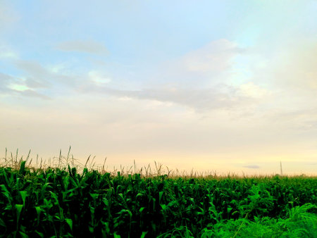 Morning Atmosphere in a Cornfield. Serene morning in a lush cornfield, with vibrant green plants and...
