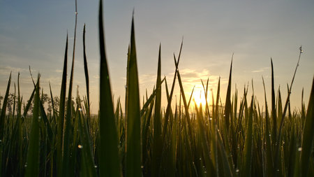 Macro shot of morning dew on young rice leaves, backlit by the rising sun highlighting water clarity and leaf texture. Perfect for themes of freshness, nature, and morning beauty.の写真素材