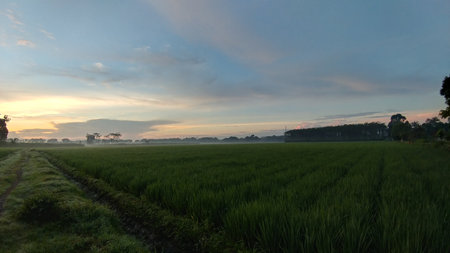 Horizon of Haze, Rice Fields and Distant Forest at Dawn.の写真素材