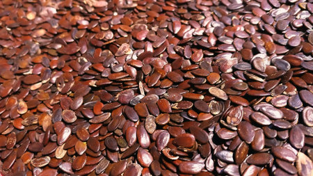 Close-Up of Abundant Dry Lamtoro Seeds. Full-frame close-up of dry Lamtoro seeds with flat, oval shapes and rich brown tones creating a textured pattern ideal for themes of agriculture, natural ingredients, and sustainable farmingの写真素材