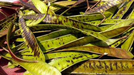 Patterned Leadtree Pods Displaying Natural Variation. Close-up of Lamtoro seed pods with dark brown...