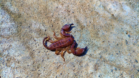 Detailed Scorpion Anatomy on Rough Stone. Close-up of a small brown scorpion on a light stone, revealing detailed segments, pincers, and stinger highlighting its intricate anatomy against a contrasting textured backdropの写真素材