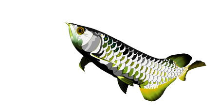 Arowana fish on white background vector illustrator.sacred fishのイラスト素材
