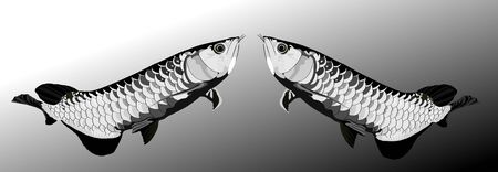Arowana fish black and white vector illustrator.sacred fishのイラスト素材
