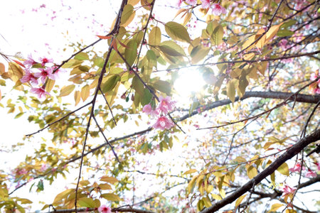 Wild Himalayan Cherry. Thailand wild himalayan cherry cerasoides in Doi-Khun-Wang.の写真素材