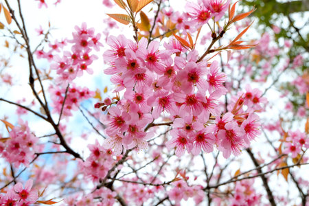 Wild Himalayan Cherry. Thailand wild himalayan cherry cerasoides in Doi-Khun-Wang.の写真素材