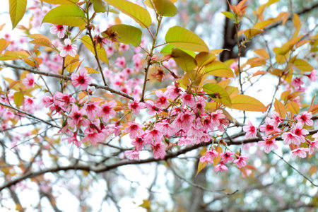 Wild Himalayan Cherry. Thailand wild himalayan cherry cerasoides in Doi-Khun-Wang.の写真素材
