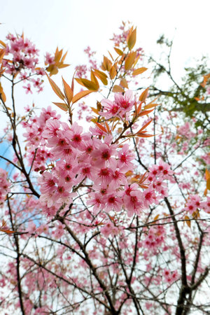Wild Himalayan Cherry. Thailand wild himalayan cherry cerasoides in Doi-Khun-Wang.の写真素材