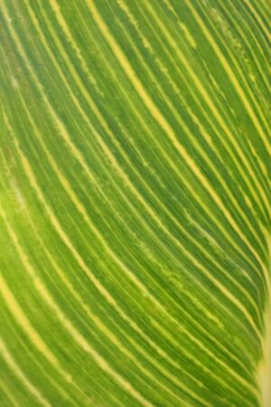 Close up of the markings on a varigated canna leaf.の写真素材