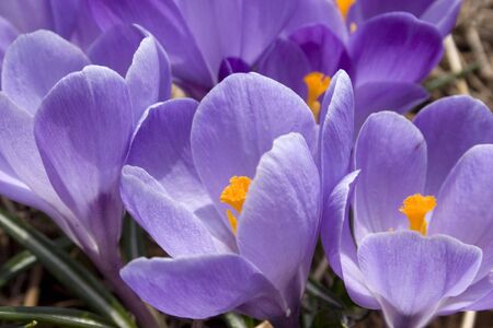 Purple crocus in the garden.