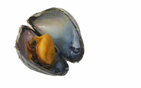Freshly cooked mussel in the shell.  Shallow dof focused on mussel.の写真素材