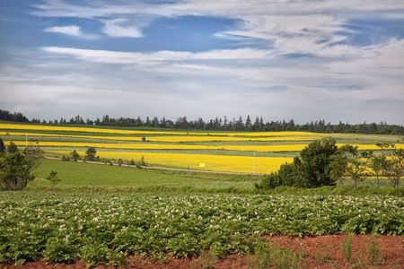 Fields of potatoes, canola and hay on rural Prince Edward Island.