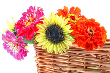 A basket of freshly picked annual garden flowers including zinnia and sunflower.の写真素材