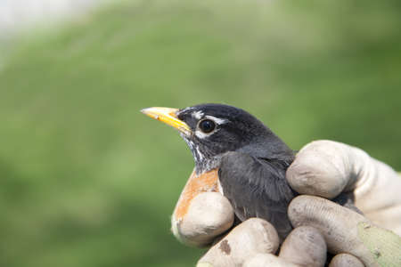 A young robin being held in a gloved hand.の写真素材