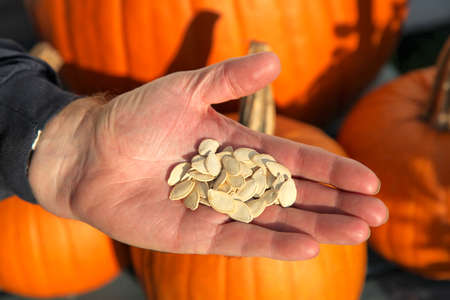 A man holding pumpkin seeds in his hands while there is fully mature pumpkins in the background.の写真素材