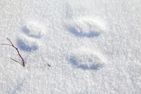 Rabbit tracks in icy snow.の写真素材