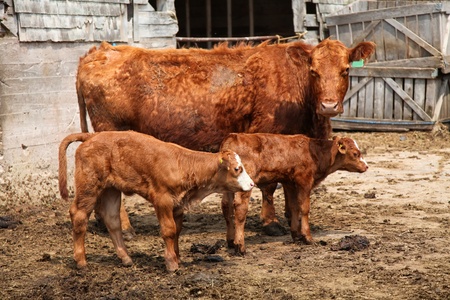 Twin Limousin calves and cow in barnyard.の写真素材