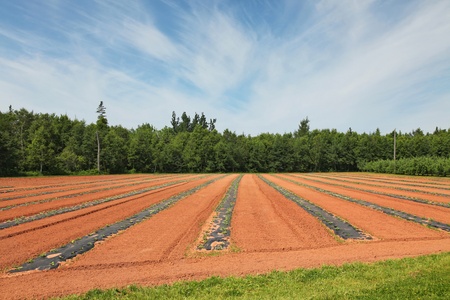 Field of commercially grown watermelons on black plastic mulch.の写真素材