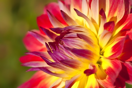 Detail of a hybrid dahlia flower in the summer garden.  Shallow depth of field.の写真素材