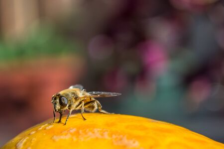 Detail of honey bee with blurred background