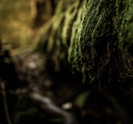 Moss on the rocks at Somersby Waterfallの写真素材