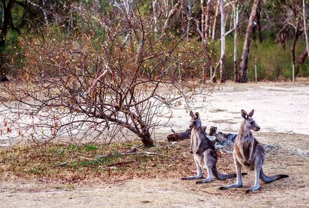 Kangaroos next to a small treeの写真素材