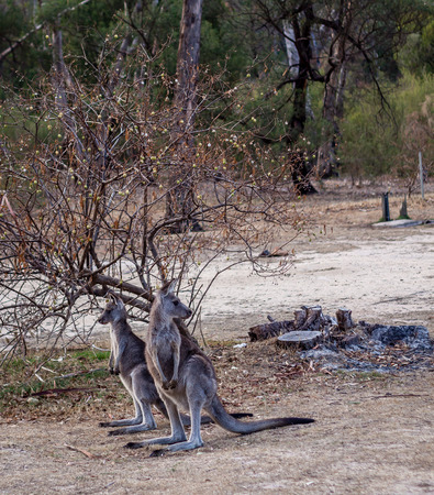 Two kangaroos in the bushの写真素材