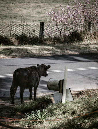 Cow at the letterboxの写真素材