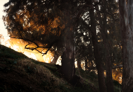 Sunrise through treesの写真素材