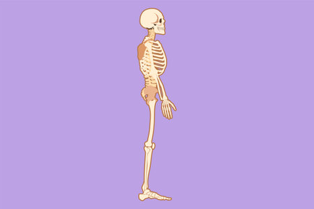 Graphic flat design drawing side view full anatomical skeleton of a person and individual bones...