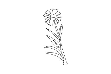 Single continuous line drawing of beauty fresh tagetes erecta for home decor wall art poster. Decorative marigold flower for floral card frame. Dynamic one line draw graphic design vector illustrationのイラスト素材