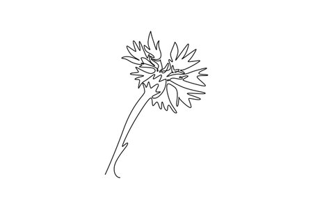 Continuous one line drawing beauty fresh centaurea cyanus for home decor wall art poster print. Decorative cornflower concept for invitation card. Single line draw design vector graphic illustrationのイラスト素材