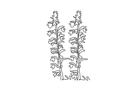 Single continuous line drawing beauty fresh acanthus for home art wall decor poster print. Decorative bear's breeches flower for greeting card. Dynamic one line draw graphic design vector illustrationのイラスト素材
