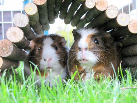 Two Guinea Pigs in a House on the Grassの写真素材