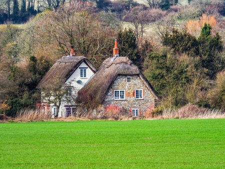 Two English Cottages with a thatched roofの写真素材