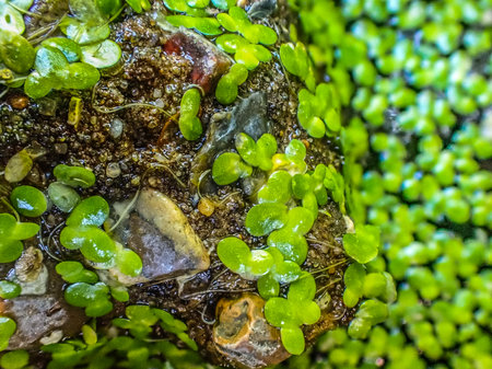 Macro closeup of pond weed in a pool and across a rock.の写真素材