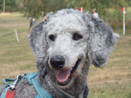 Silver standard poodle face in outdoorsの写真素材