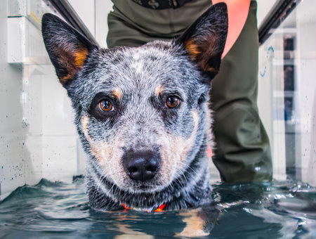 Australian Cattle Dog hydrotherapy on a treadmill with helper.の写真素材